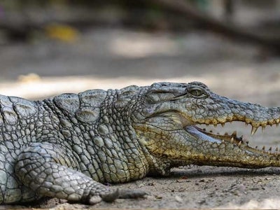 West African crocodile