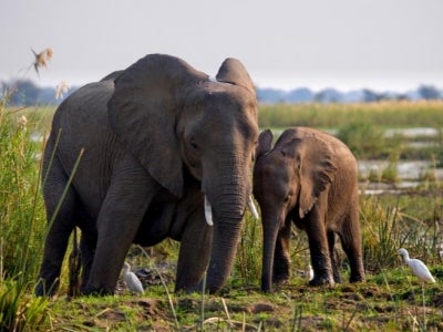 Elephant with baby near Zambezi River.