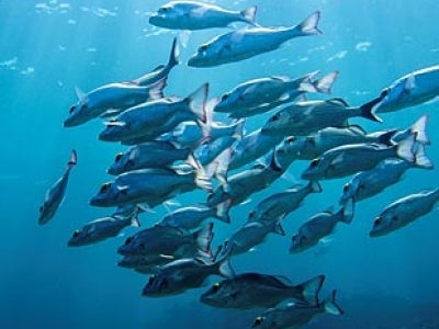 fishes_5.jpg
