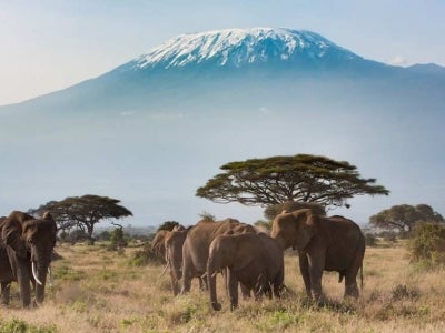 Kilimanjaro, Kenya