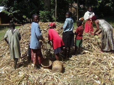 Harvesting maize on the edge of Kakamega forest.  Photo Credit George Ayaga, KALRO 