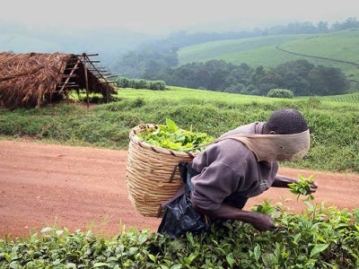 Ugandian farmer