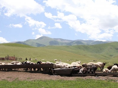 Pasture and cattle in the mountains near Almaty, Kazakhstan. The Dryland Sustainable Landscapes (DSL) Program will focus on three dryland regions, including the temperate grasslands, savannas, and shrublands of Central Asia. Photo: Patrizia Cocca/GEF