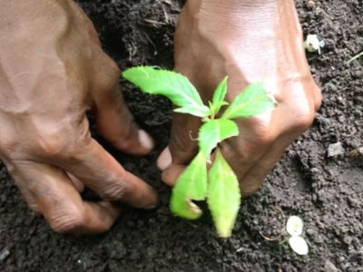 Hands planting an herb.