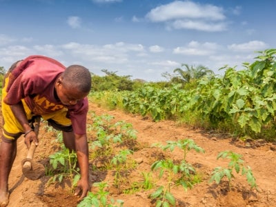 Farmer tilling land in Angola