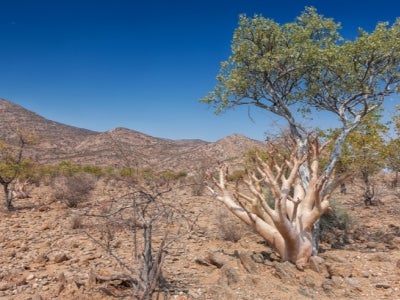 Landscape of Iona National Park, Angola