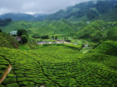 Cameroon highlands tea farm