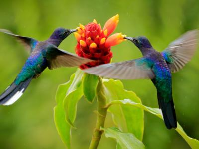 Hummingbirds at a flower in Costa Rica