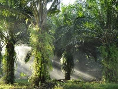 Palm oil plantation at sunrise