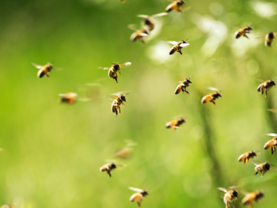 Honey bees flying in the air