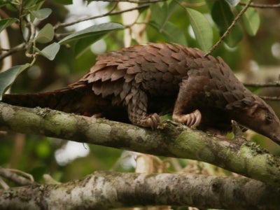 Pangolin in a tree