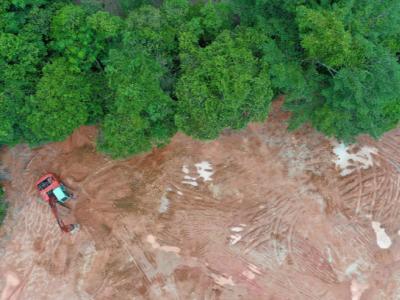 Deforestation in a Southeast Asia jungle