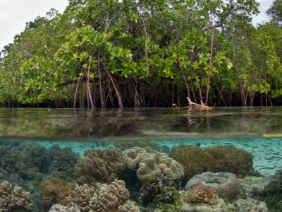 Mangrove forest underwater