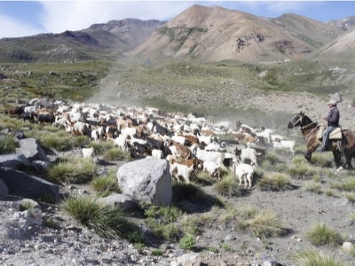 Shepherds on horseback herding sheep through Chile's Maule region