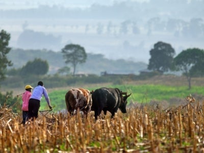 Farmers in field behind plow animals near Mt. Elgon National Park, Kenya