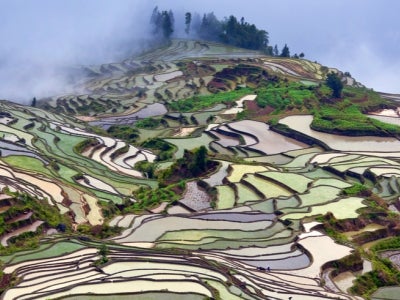 Terraced rice fields, China. Photo: Zzvet/Shutterstock 