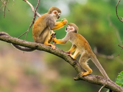 Two common squirrel monkeys (Saimiri sciureus) playing on a tree branch