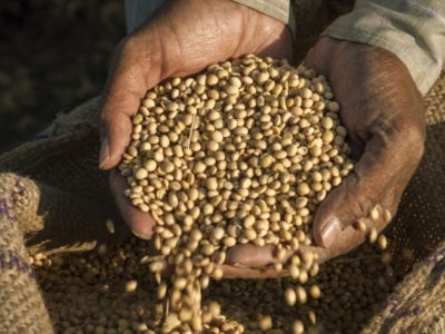 Person with soybeans in hand