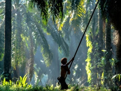 Palm oil worker harvesting palm oil in Malaysia