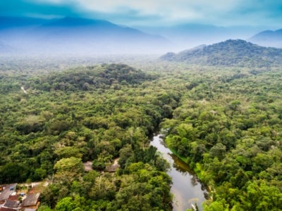 As a key global player in forest conservation, the GEF has been at the forefront of efforts to protect the most important forests in the world from degradation. Photo: Gustavo Fradao/Shutterstock.