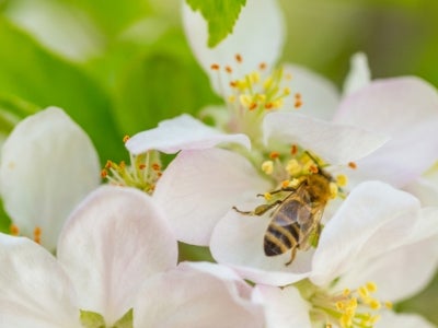 Honey bee on a flower. Photo: Zoran Kompar Photography/Shutterstock.