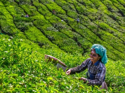 Women picking tea leaves in a tea plantation around Munnar, Kerala, India