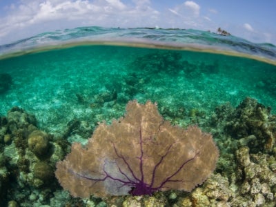 A purple gorgonian exists on a shallow coral reef on Turneffe Atoll in Belize.