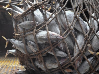 Frozen skipjack tuna in a net