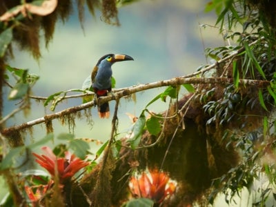 Plate-billed mountain toucan perched on mossy branch among bromeliad flowers in typical environment of cloud forest