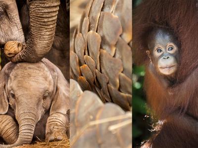 Photo collage: elephant, pangolin scales, orangutan