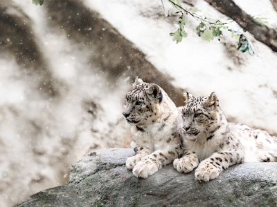 The snow leopard has declined by 20% in the past two decades, leaving only an estimated 4,000-6,500 of this iconic species left in the wild.