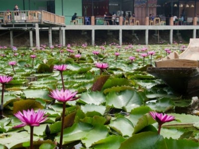A canal in Thailand covered with water lilies. 