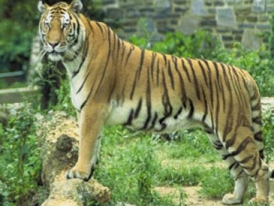 tiger-bhutan_5.jpg