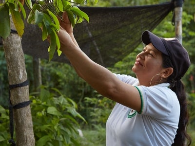 Colombian woman picking a tree fruit