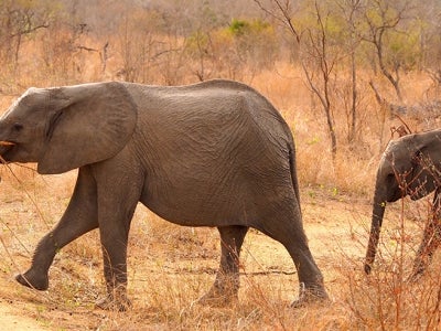 Elephants marching