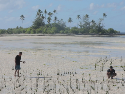 Men picking crops from beach in Kiribati