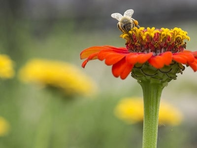 Pollinator on a flower