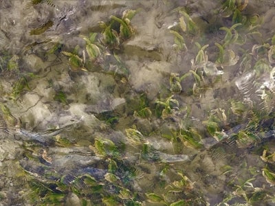 Seagrass bed in the water