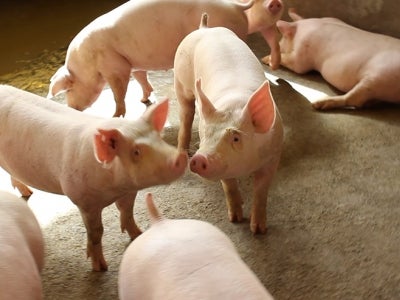 Pigs on a Brazilian farm