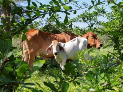 The Mainstreaming Sustainable Cattle Ranching project, now in its tenth year, has helped 4,100 family farms in five distinct zones of Colombia adopt “silvopastoral” techniques that combine trees (silvo) with pasture, in a beneficial combination for farmers, their cows and the broader environment. Photo: Flore de Preneuf/World Bank.