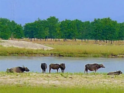 wild-buffalo-nepal_5.jpg