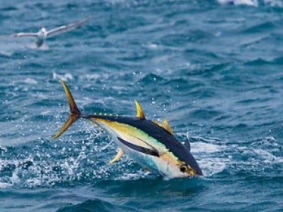 yellowfin-tuna-38M1085-06_5.jpg