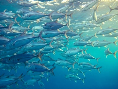Managing ocean resources is a global responsibility that requires focus and perseverance. Thirty percent of the world’s fish stocks are overexploited, threatening fish and plant species and the ability of people who depend on marine and coastal biodiversity to earn a living and feed their families. Photo: NaniP/Shutterstock.