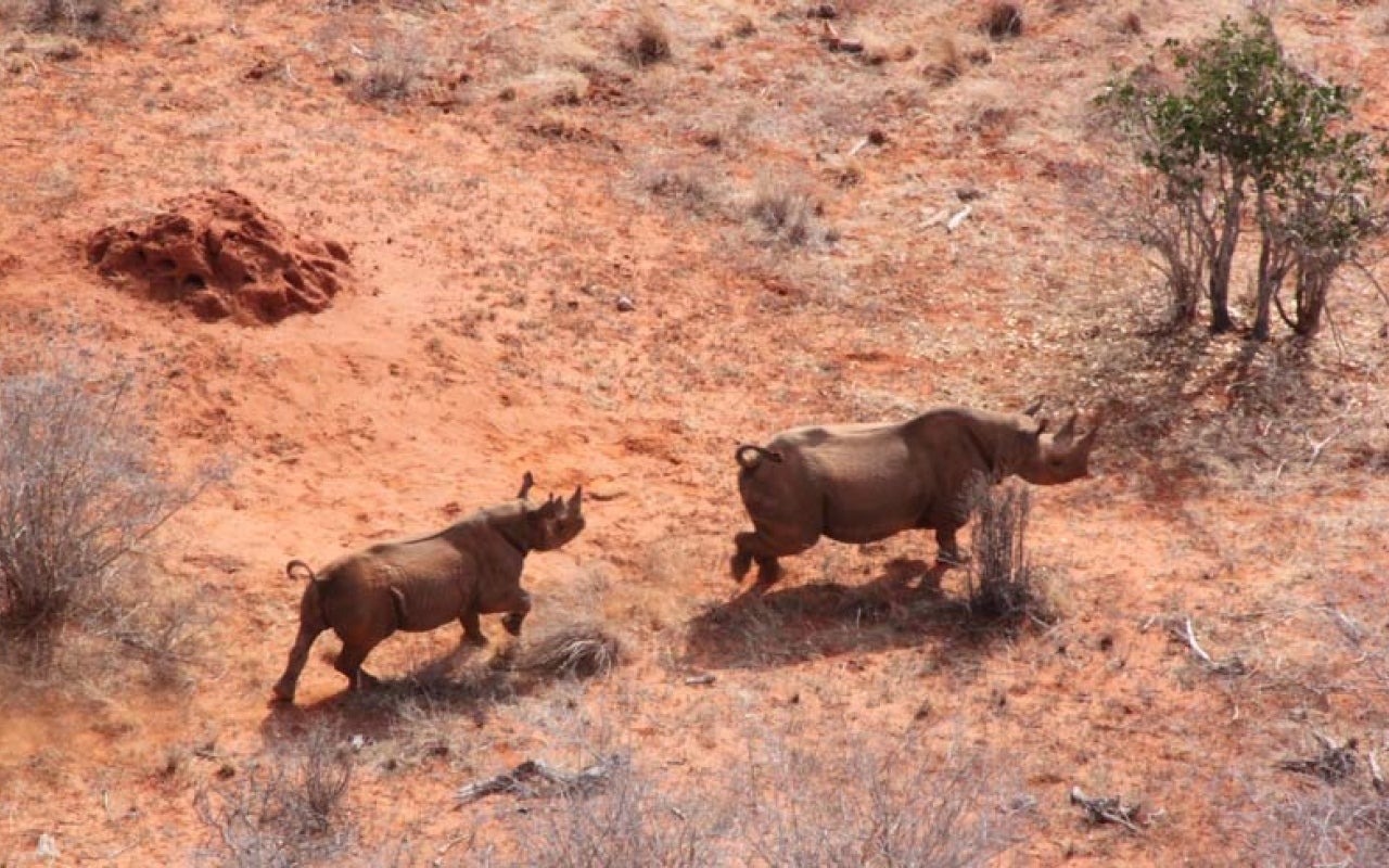 Rhinos seen from above, running across a scrubby landscape.