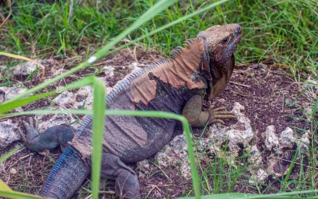 Jamaican iguanas were considered the country’s first farmers. Photo: Dominic Davis/UNDP Jamaica.