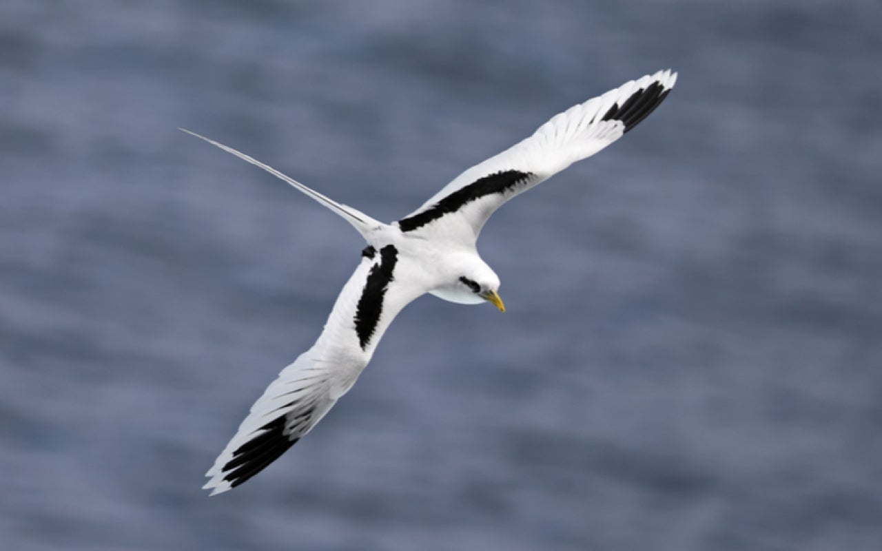 White-tailed tropicbird in flight