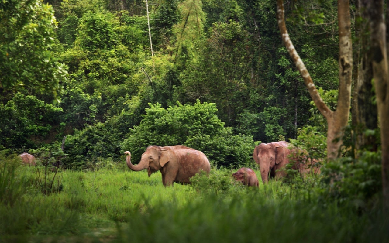 Elephants walking through a forest