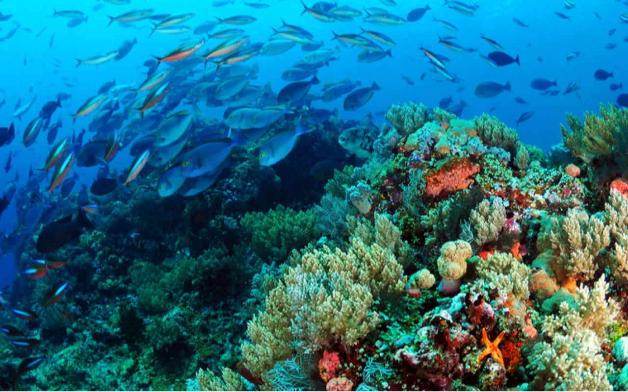 Marine life in a coral reef near Indonesia