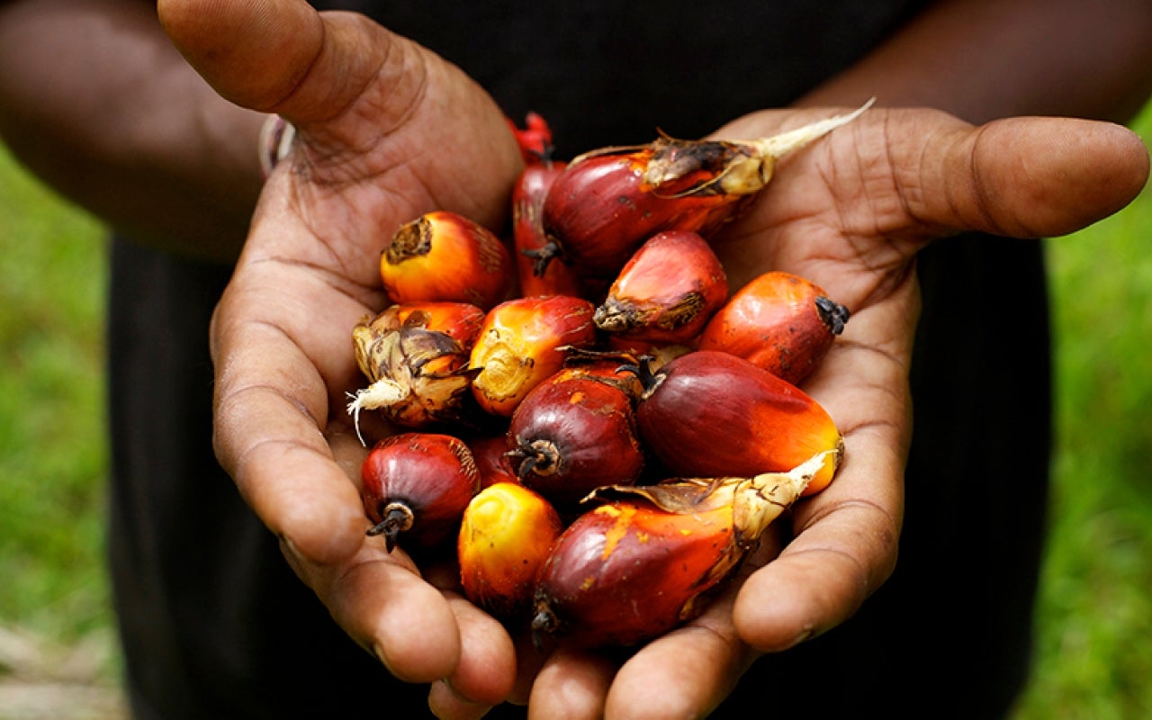 Palm fruits in a hand