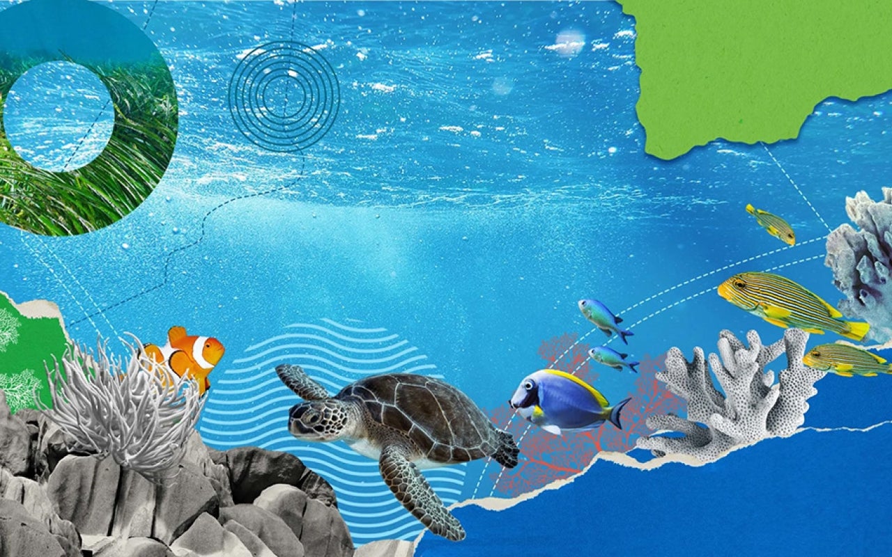 Collage of marine life
